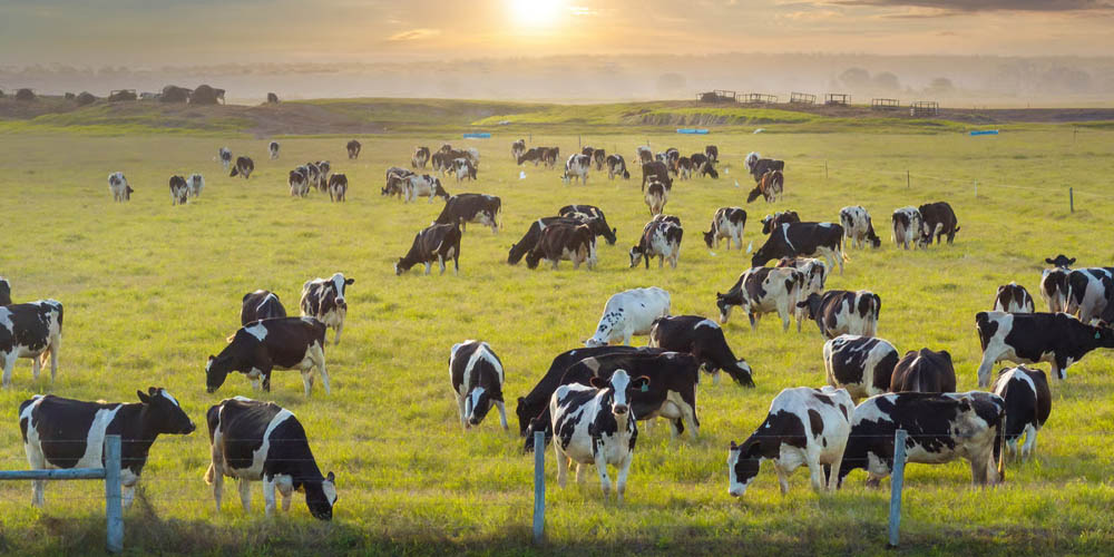 Dairy Farm Insurance in Michigan Ohio Indiana